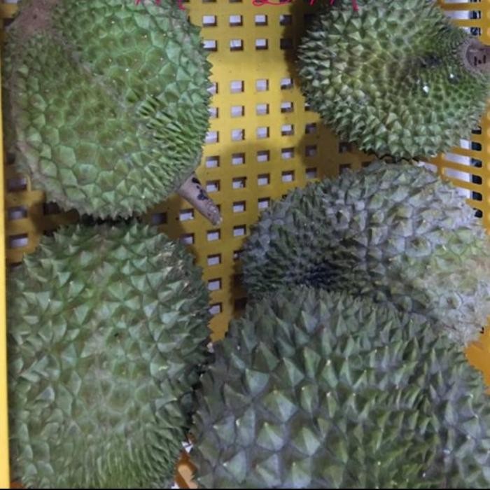 

Buah Durian Musangking / Musang King Malaysia Utuh
