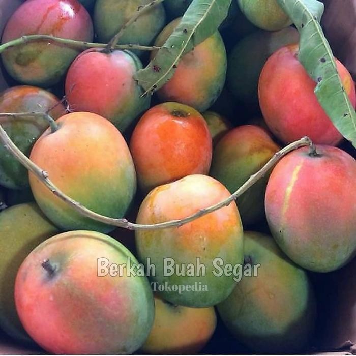 

Glx Mangga Gedong Gincu Manis Super Quality 1Kg