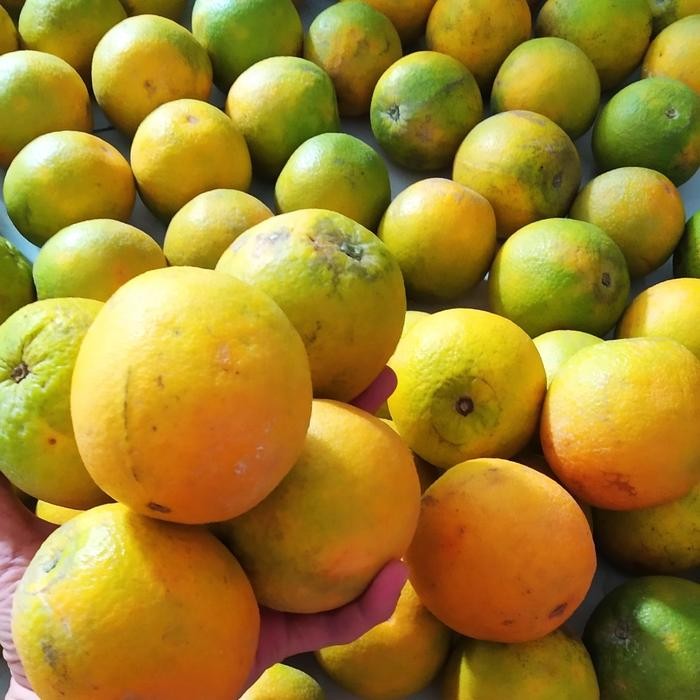 

Glx TAKKASI JERUK BABY JAVA JUMBO