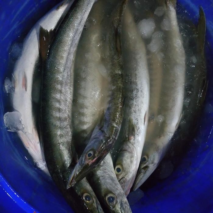 

Gdh Jual Ikan Alu-Alu Barakuda segar per kg