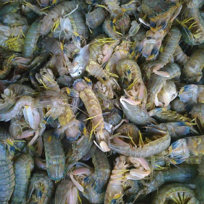 

Gdh Jual Udang Ronggeng/Lipan segar per kg
