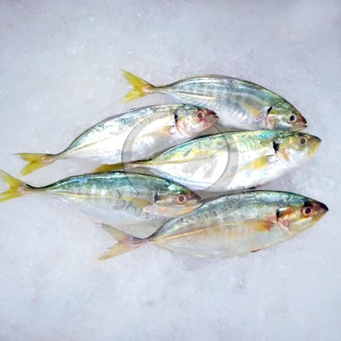 

Gdh Jual Ikan Kembung Como segar per kg