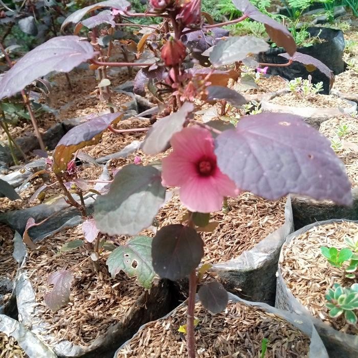 tanaman pohon Rosella ungu/hijau