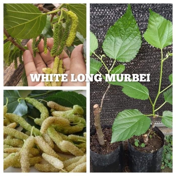White Long Murbei Putih Hasil Sambung Rasa Susu Vanilla