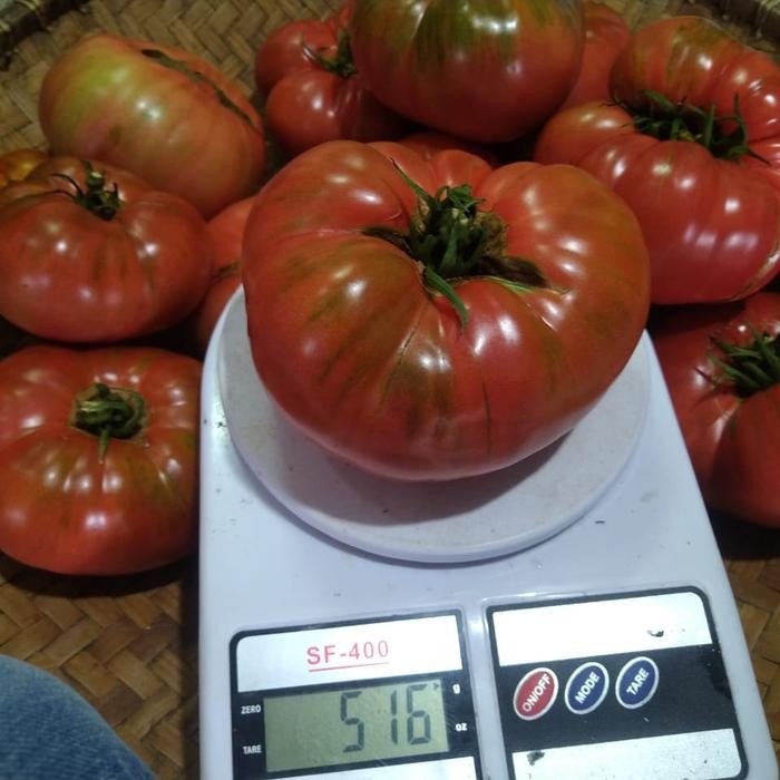 Biji Tomat Jumbo Tomat Beefsteak Brandywine Isi 10 Butir