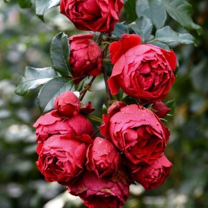 Tanaman Hidup Bunga Mawar Import FLORENTINA-Mawar merah-Mawar rambat