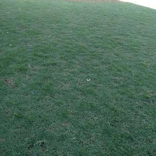 rumput jepang asli ukuran 5050cm