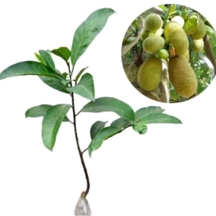 Bibit tanaman buah cempedak king cempedak Malaysia