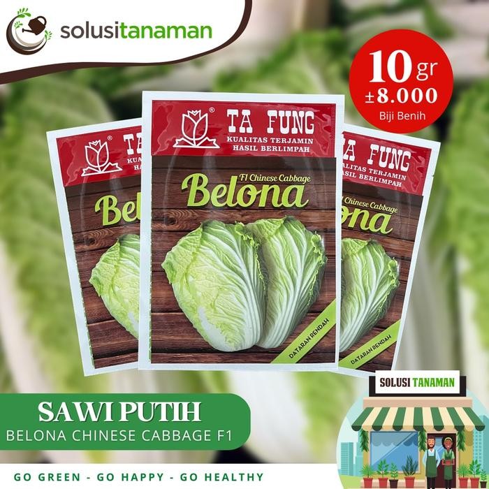 Benih Sawi Putih Belona Chinese Cabbage F1 10gr (8.000 Biji) Bibit Sawi Putih Belona Benih Sawi Ta