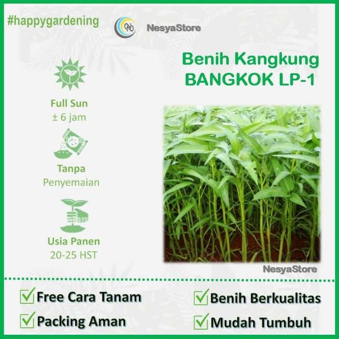 150 Benih Kangkung Bangkok Panah Merah Sayuran Hidroponik - Benih Bibit Tanaman Sayur
