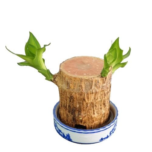 

[Fresh] Oembi Bonsai hanjuang Hijau brazilian wood Tanaman Hias Indor Kukuring