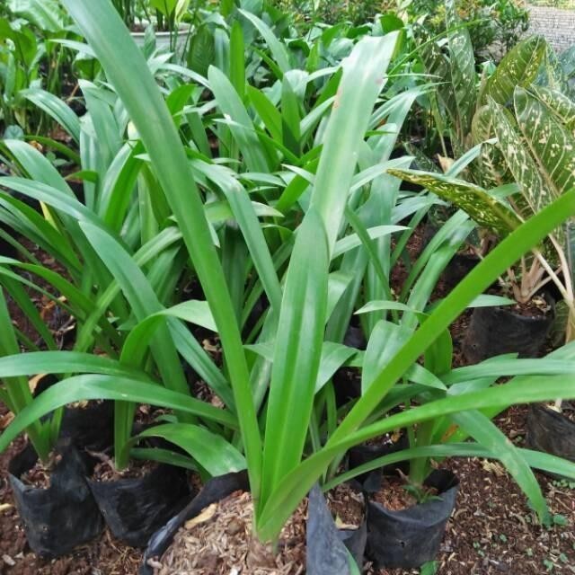 

[Fresh] Kukuring Bibit Tanaman Bakung Lele Tanaman Hias Herbal