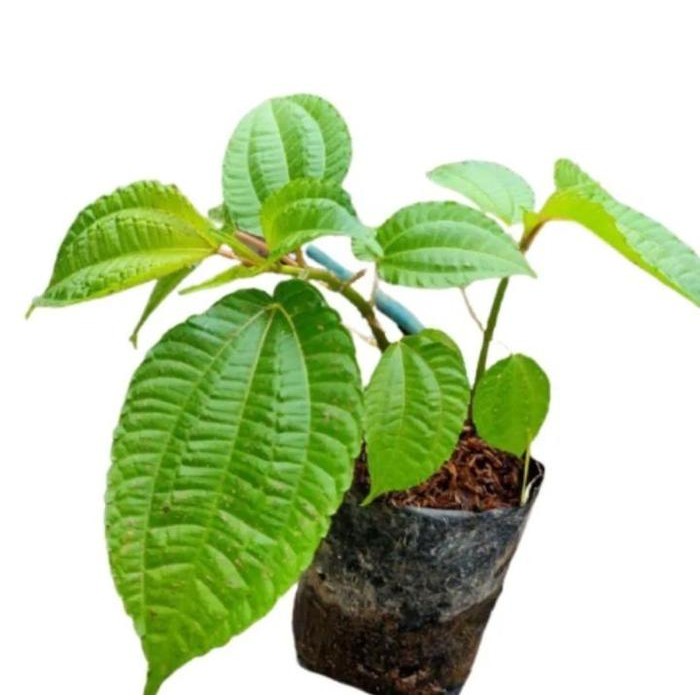 

[Fresh] Bibit Tanaman Pohpohan Bagus Untuk Osteoporosis Penguat Tulang