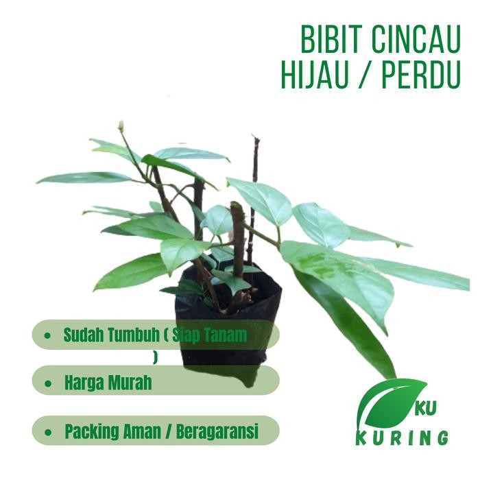 

[Fresh] Bibit Daun Cincau Hijau Perdu Cincau Pohon Sudah Tumbuh - Polibag