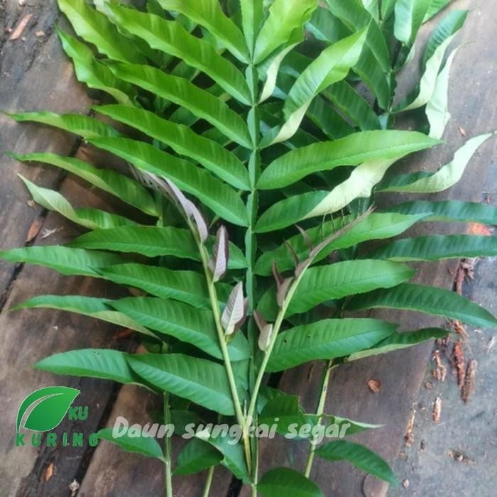 

[Fresh] 100 Gram Daun Sungkai Segar - Herbal Penguat Imunitas Tubuh