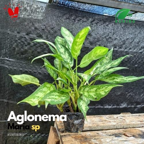 

[Fresh] Aglonema maria sp - Tanaman Hias Sri Rejeki - Blanceng