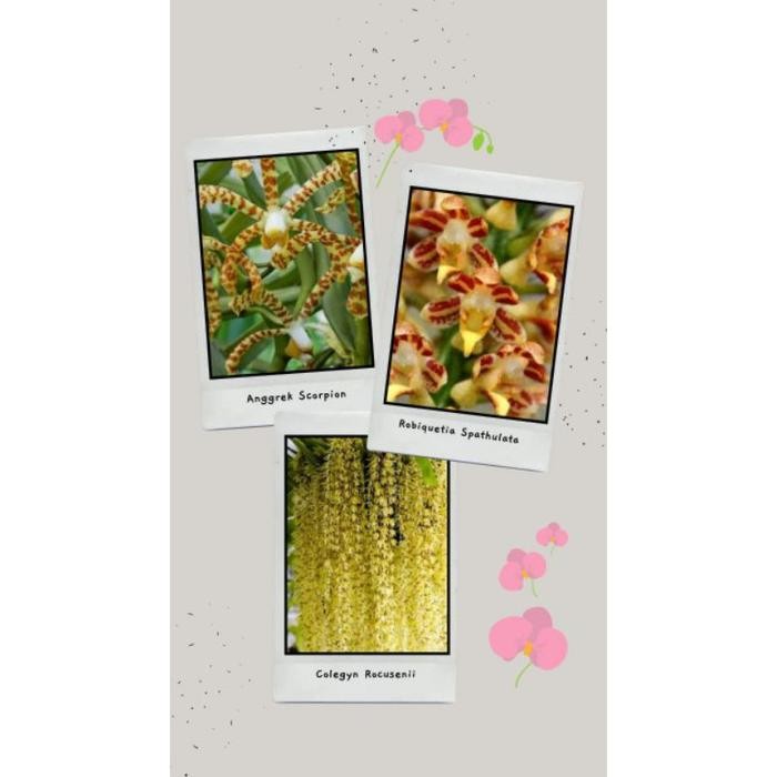 

[Fresh] PAKET SUPER MURAH COLEGYN, SPATULATHA, SCORPION