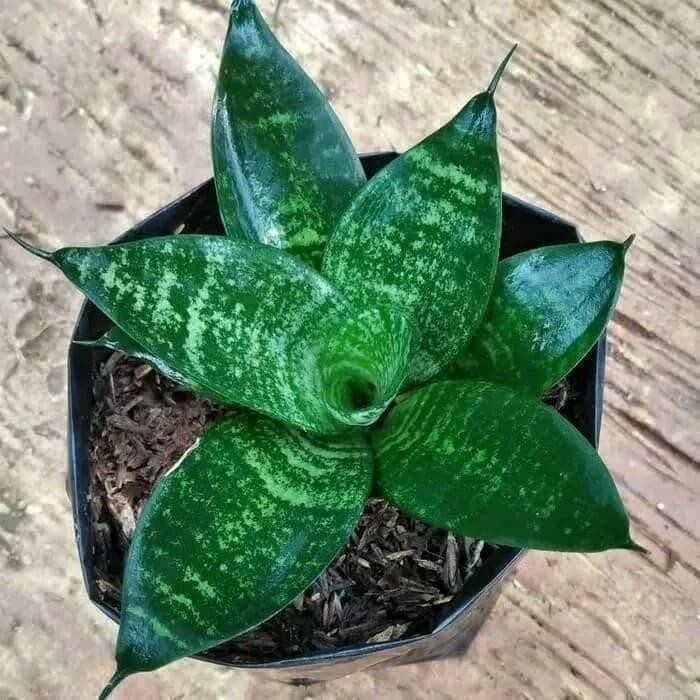 

[Fresh] Promo tanaman hias sansiviera/lidah mertua mini