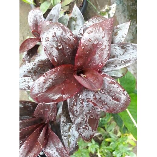 

[Fresh] Jual Bibit tanaman kemoceng/bibit pohon hanjuang(kemoceng)