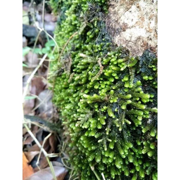 

[Fresh] MOSS FOREST REAL PICT GAMBAR ASLI COVER BONSAI HIASAN TAMAN DLL