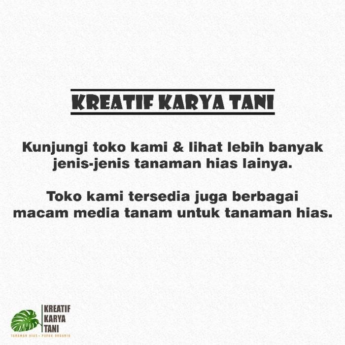 TANAMAN HIAS ALOCASIA - MACAM MACAM JENIS TANAMAN HIAS ALOCASIA