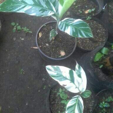 TANAMAN HIAS PISANG VARIEGATA PROMO - POHON PISANG VARIGATA