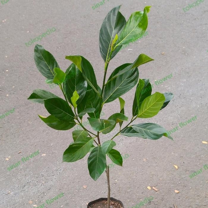 BIBIT NANGKA MINI MADU/BIBIT BUAH/POHON BUAH NANGKA