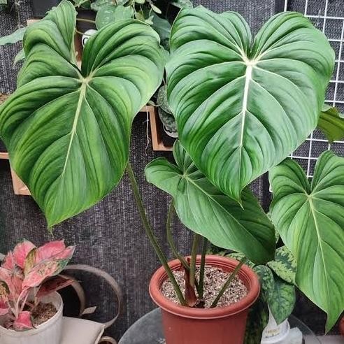 TANAMAN HIAS PHILODENDRON PHILO MCDOWELL