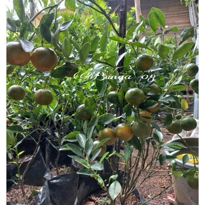 TANAMAN BUAH JERUK SONKIT/ KASTURI/ JERUK KIP/ JERUK LEMONCUI BERBUAH