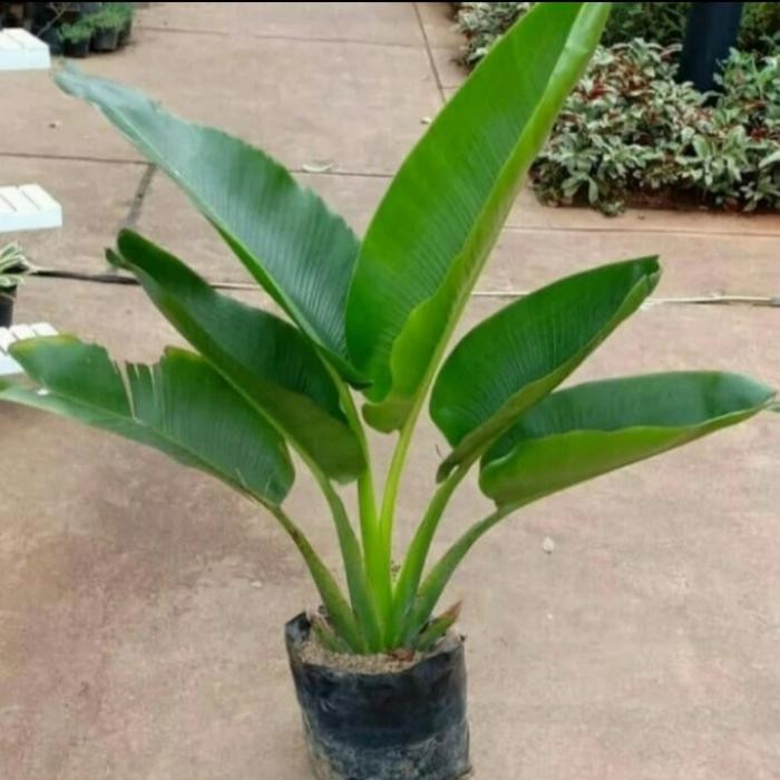 TANAMAN HIAS PISANG KIPAS - TANAMAN HIAS PISANG KIPAS