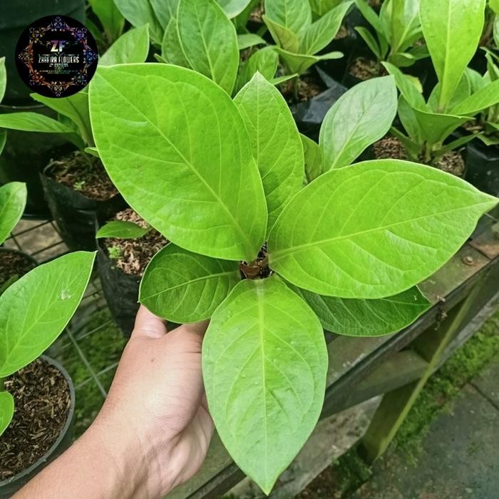 ANTHURIUM JEMANI KOL TANAMAN HIAS