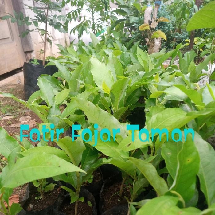 PAKET 3 TANAMAN BUNGA KANTIL PUTIH MERAH KUNING / BUNGA CEMPAKA -BIBIT