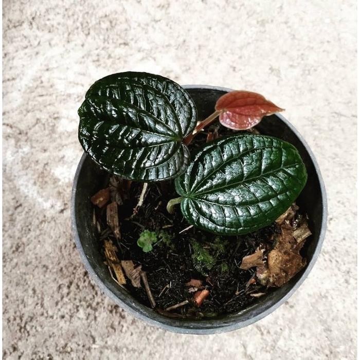 SIRIH HITAM ASLI ORIGINAL LANGKA