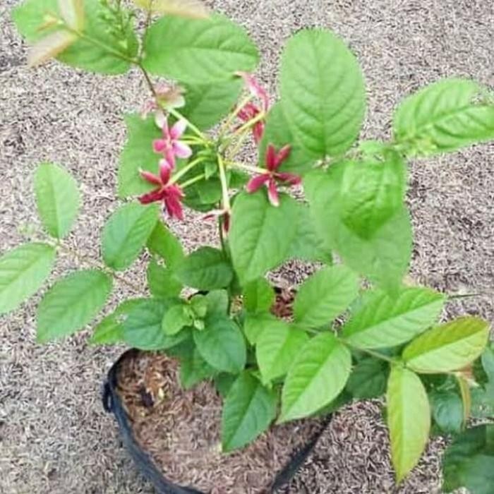 TANAMAN HIAS BUNGA MELATI BELANDA-POHON BUNGA MELATI BELANDA