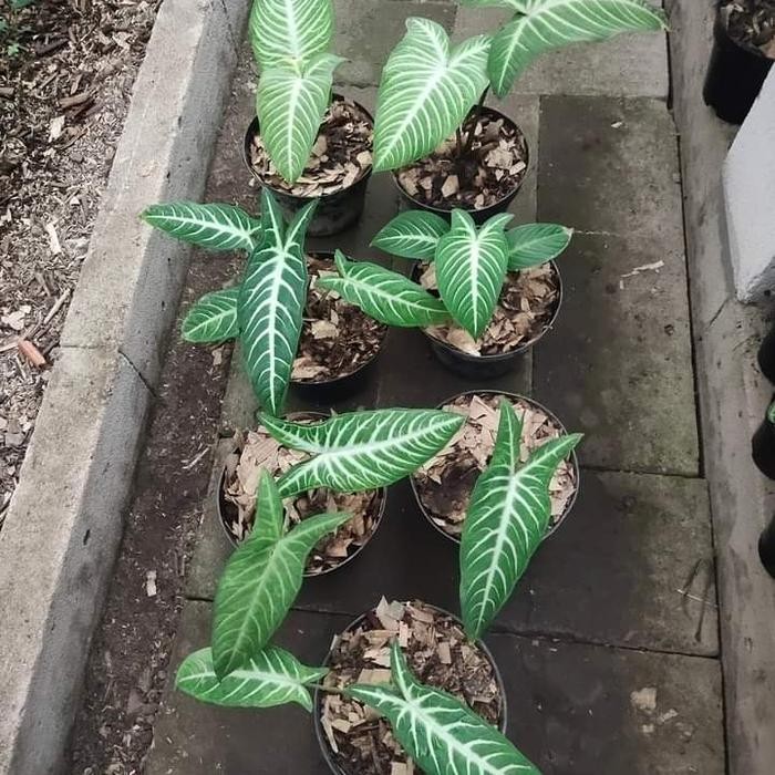 TANAMAN HIAS ALOCASIA ANTHASOMA - POHON KELADI ZEBRA - TANAMAN INDOOR
