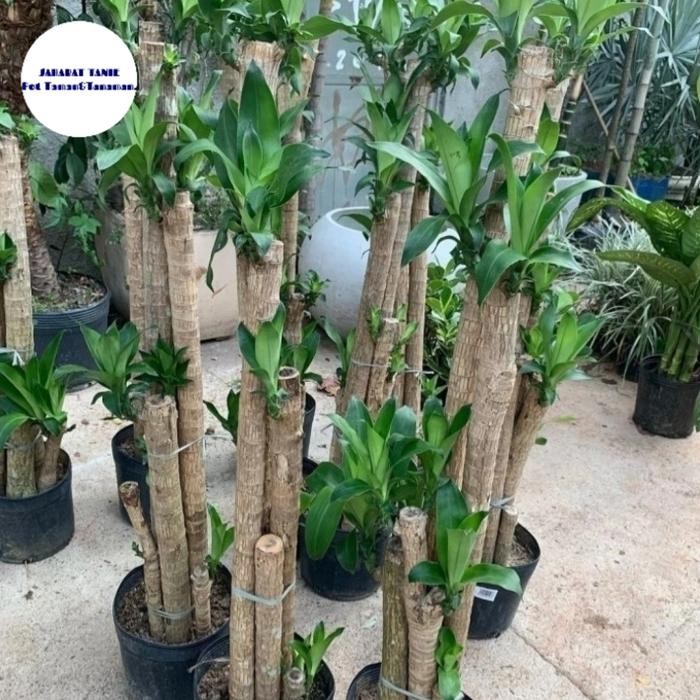TANAMAN HIAS INDOOR DRACAENA FRAGRANS - DRACAENA FRAGRANS - DRACENA