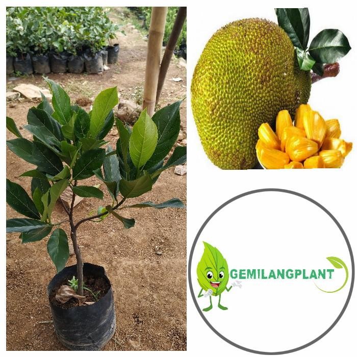 BIBIT POHON NANGKA MINI - TANAMAN NANGKA MINI - BUAH NANGKA