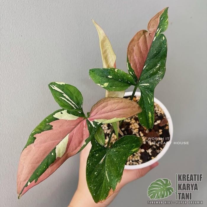 TANAMAN HIAS SYNGONIUM TRICOLOR - SYNGONIUM RED SPOT TRICOLOR