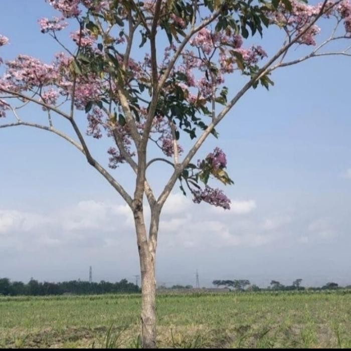 POHON TABEBUYA 3.5 METER WARNA KUNING/UNGU/PINK