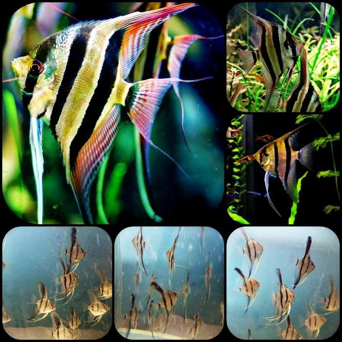 ikan hias manfish altum peruvian untuk aquarium dan aquascape