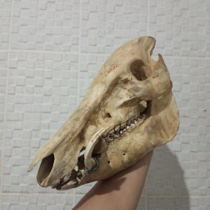 PAJANGAN UNIK ASLI Kepala Babi Hutan Bagong Taring Panjang SUS Verrucosus Asal Indonesia Pengawetan