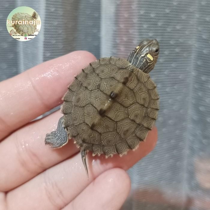 

PAJANGAN AIR - MISSIPPI MAP / MISMAP BABY