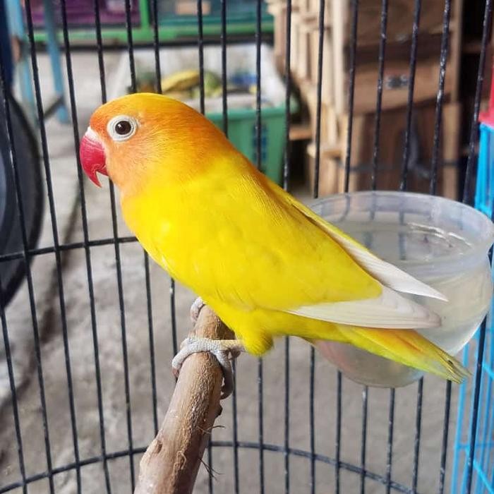 Lovebird Lutino Mata Hitam