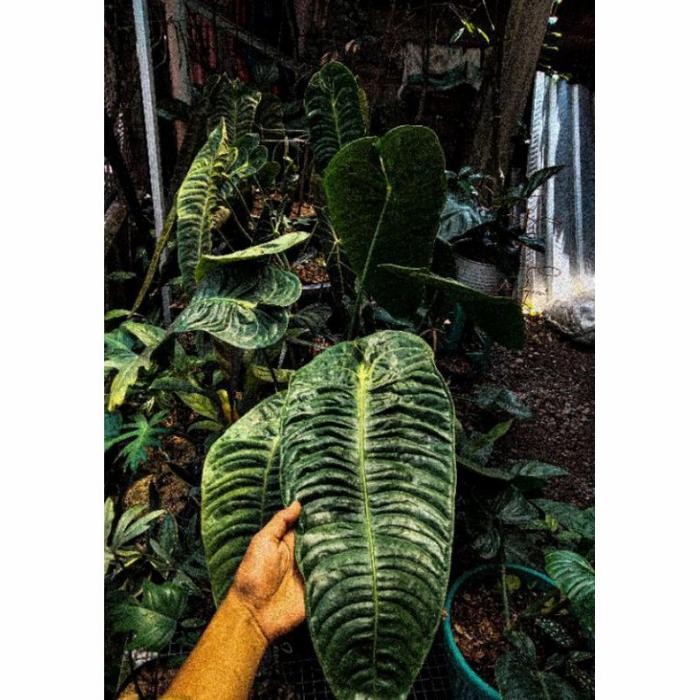 Tanaman Hias Anturium Vietchii / Bibit Anturium Vietchii