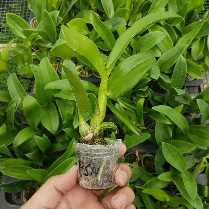 bibit bunga anggrek - bibit tanaman anggrek - pohon anggrek