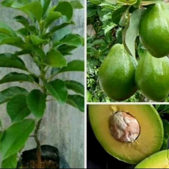 Pohon Alpukat Mentega Okulasi Bibit Tanaman Pohon Buah Alpukat Mentega