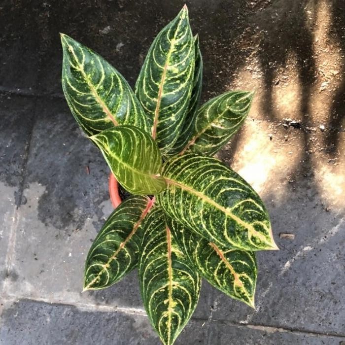 Bibit Tanaman Hias Aglonema Madam Suroyo - Bibit Aglonema