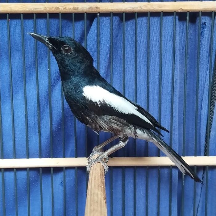 Burung kacer tretes jantan gacor