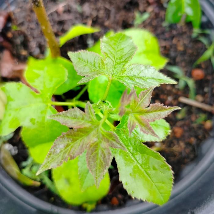 Tanaman import Bahan bonsai Sweetgum Liquidambar