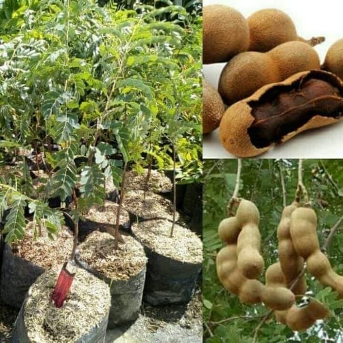 Tanaman Pohon Asem Jawa Bakalan Bonsai